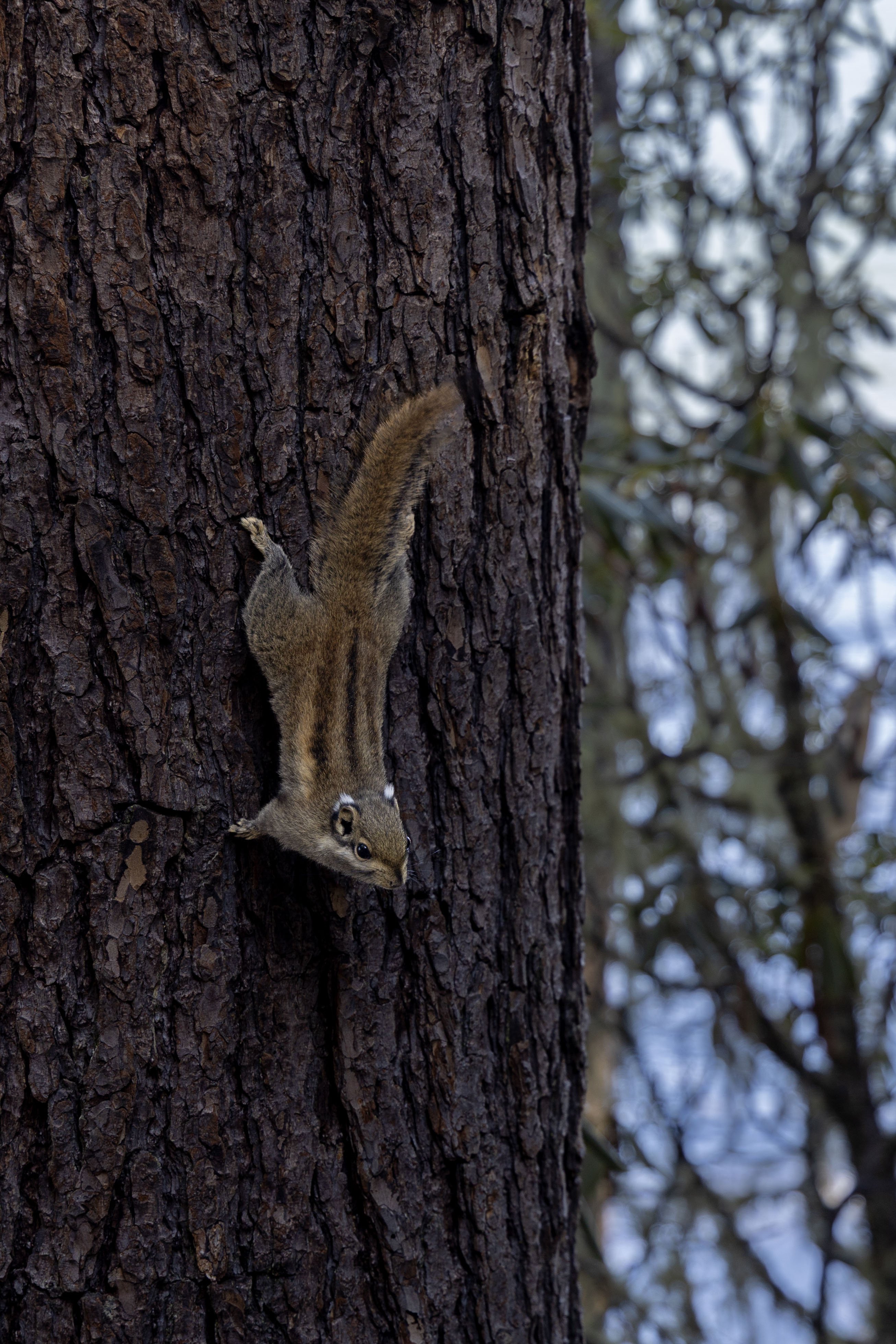 普达措是香格里拉的5A景区，主要由碧塔海和属都湖两湖组成