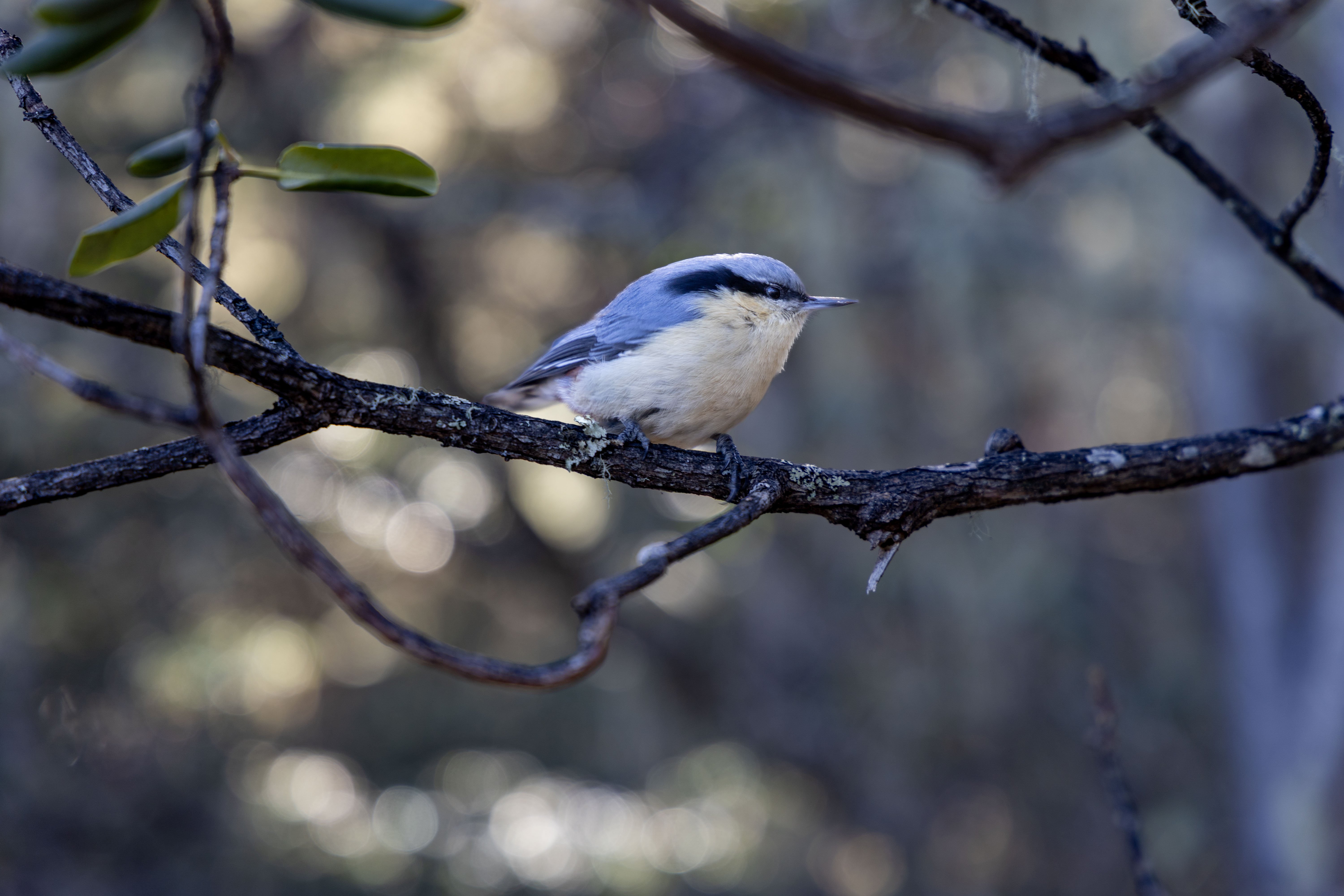 栗臀䴓，小型鸣禽（虽然本图被AI误认为滇䴓）但栗臀䴓是无危物种