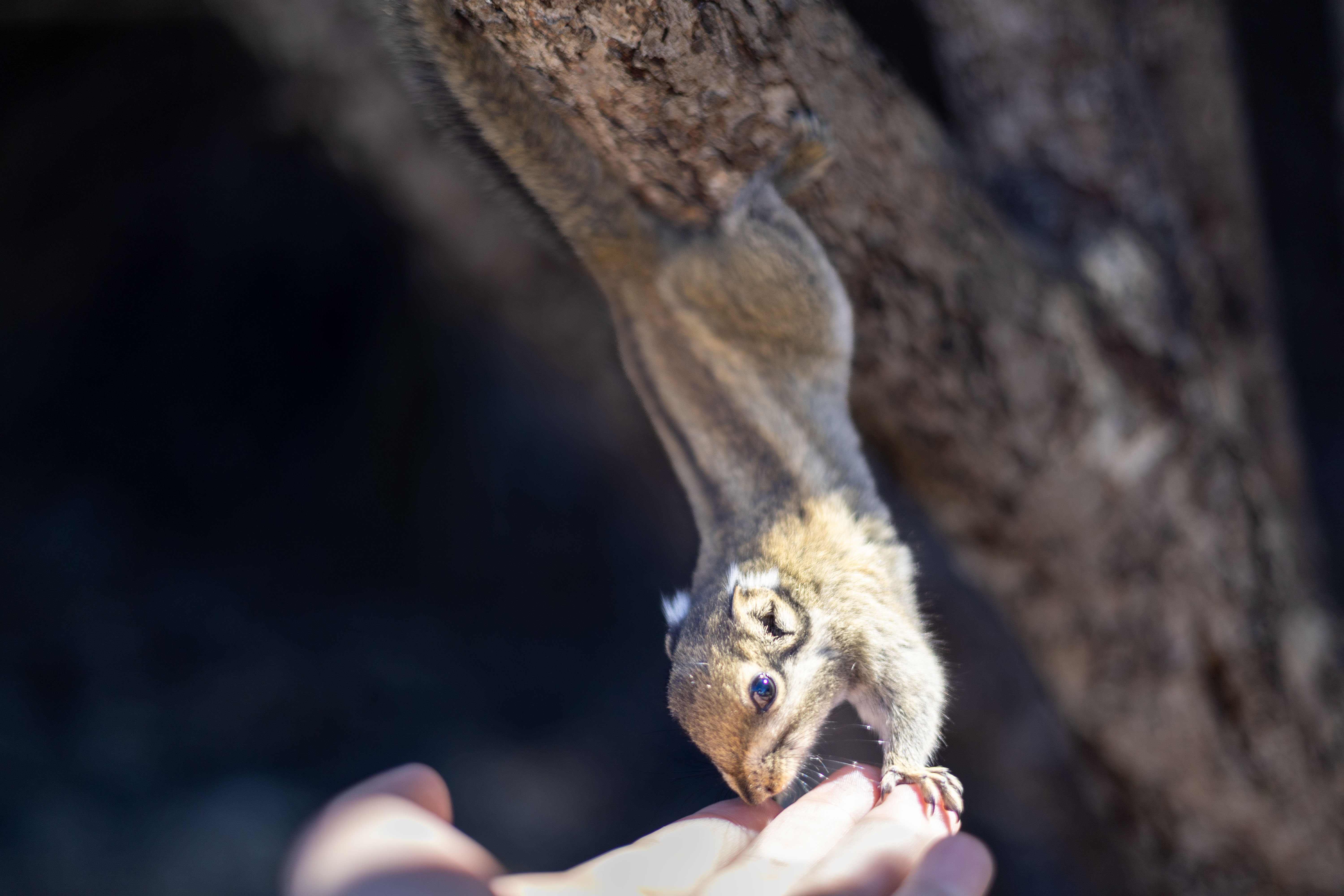 松鼠，爪子触感挺尖