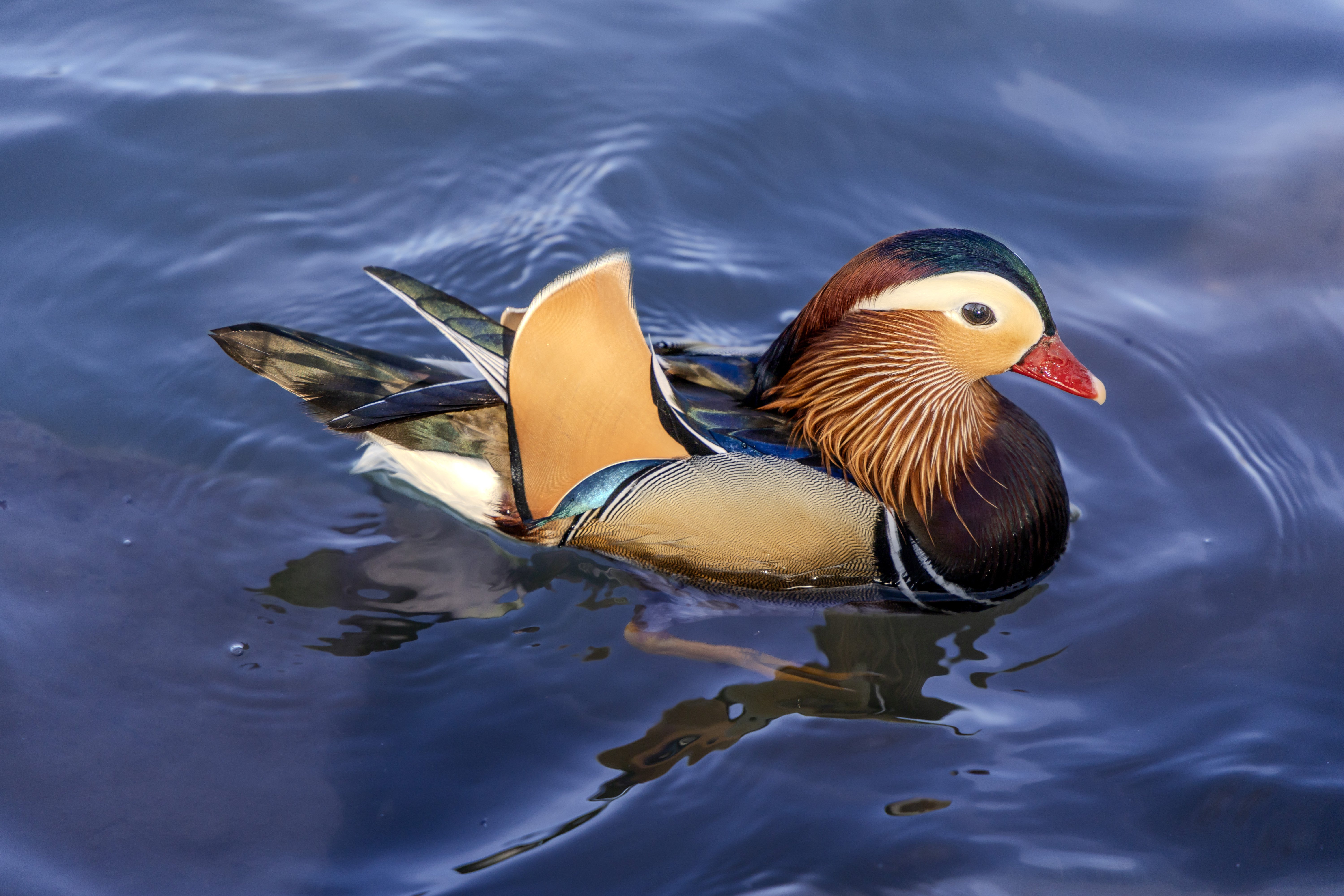 雄鸳鸯（虽然很多人误认为鸭子）

毛色鲜艳，羽毛光滑，屁股上有一对像是银杏叶的羽毛
