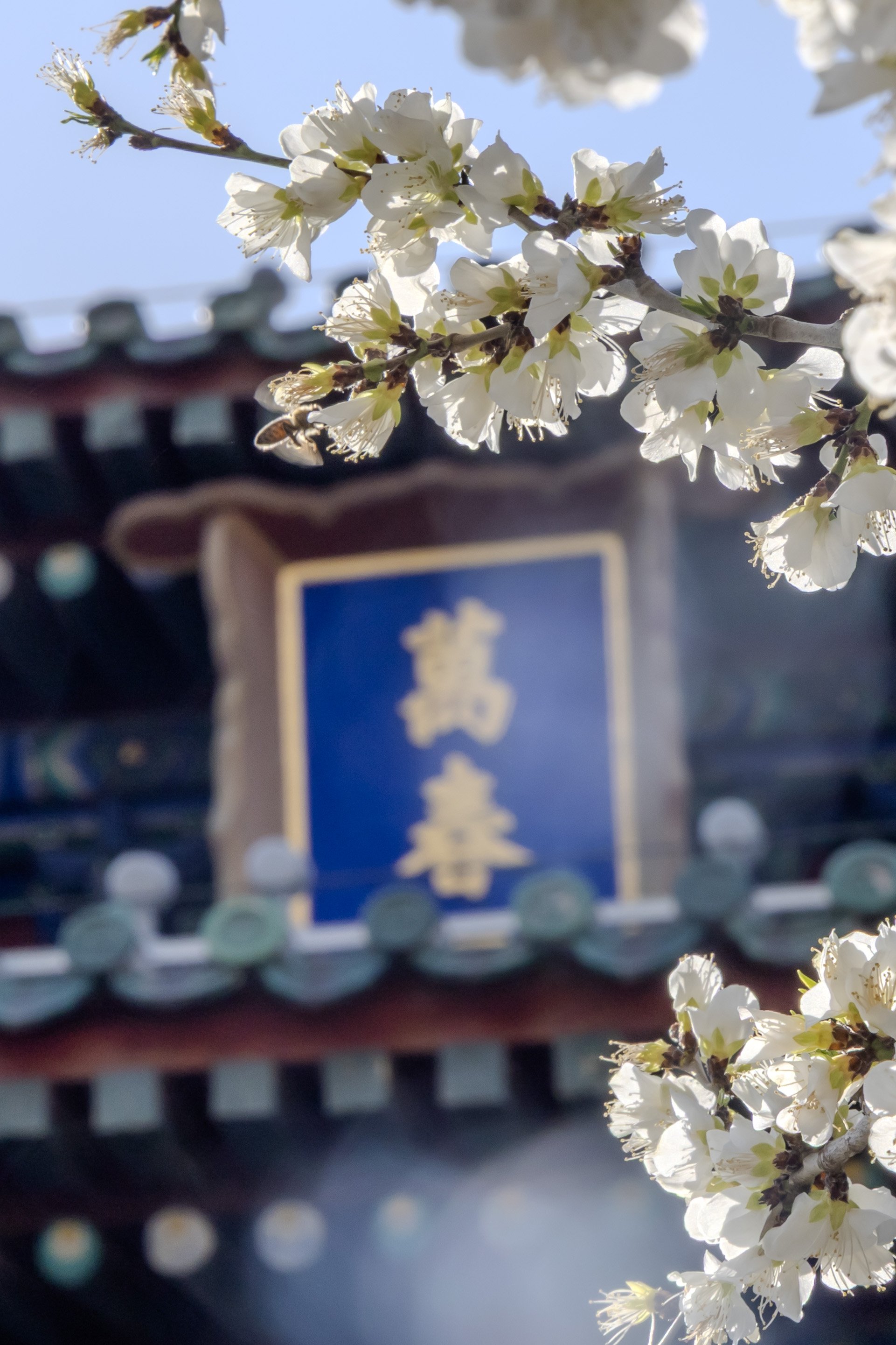 万春亭前一树梅花盛开，一只蜜蜂正在采蜜