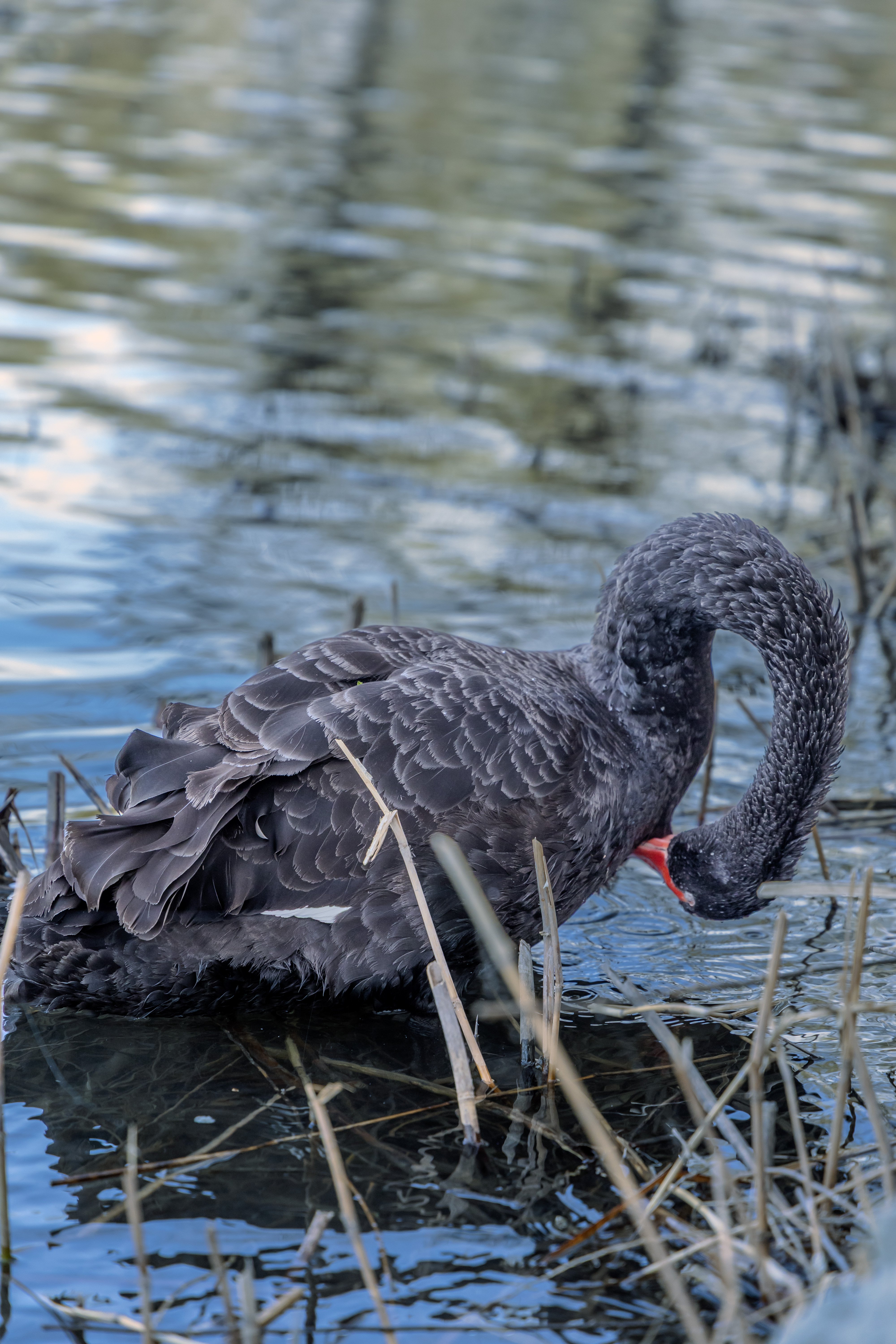 黑天鹅

非常优雅高傲的生物

（所以我出手了）
