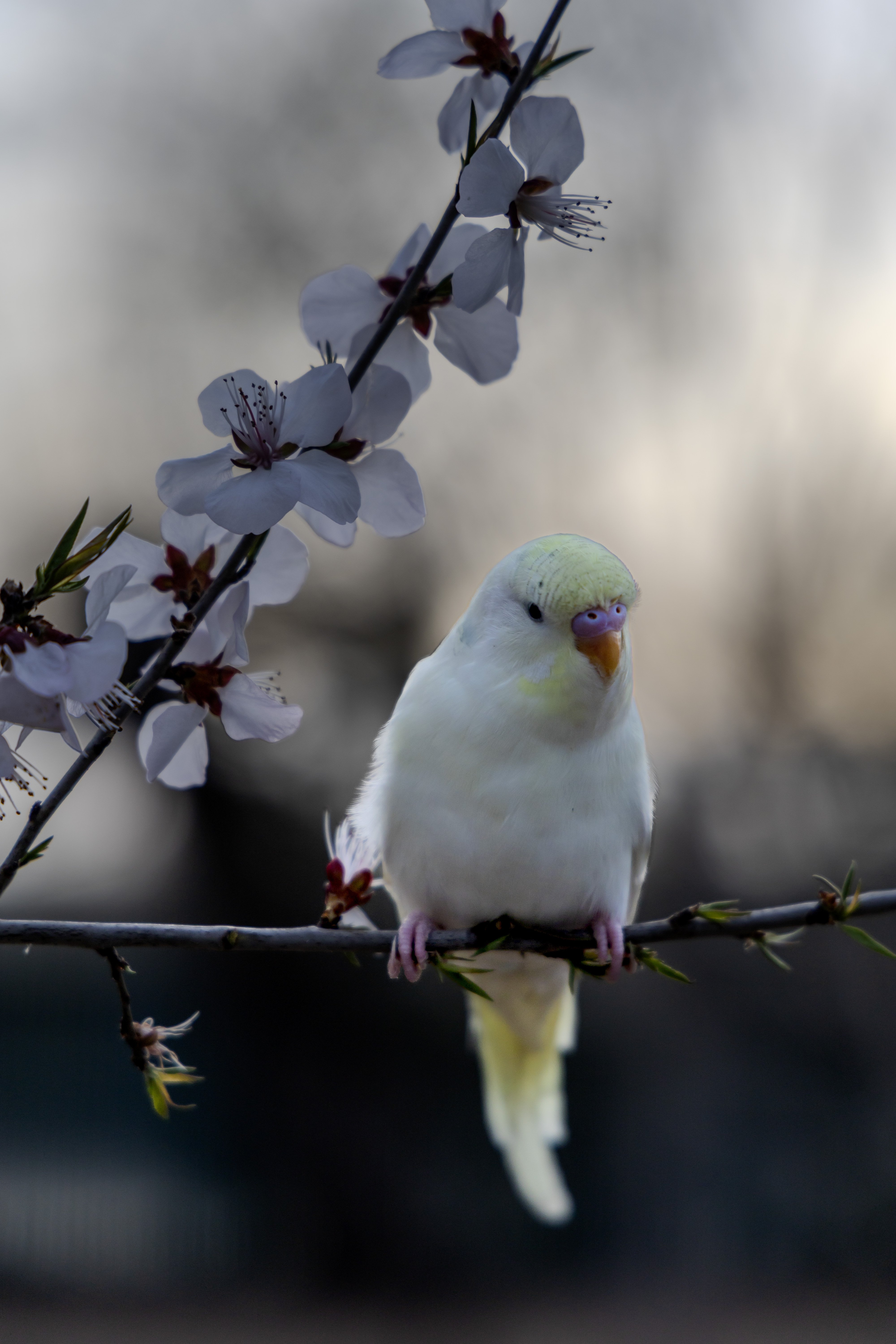 家养小鹦鹉（游客的，非野生）