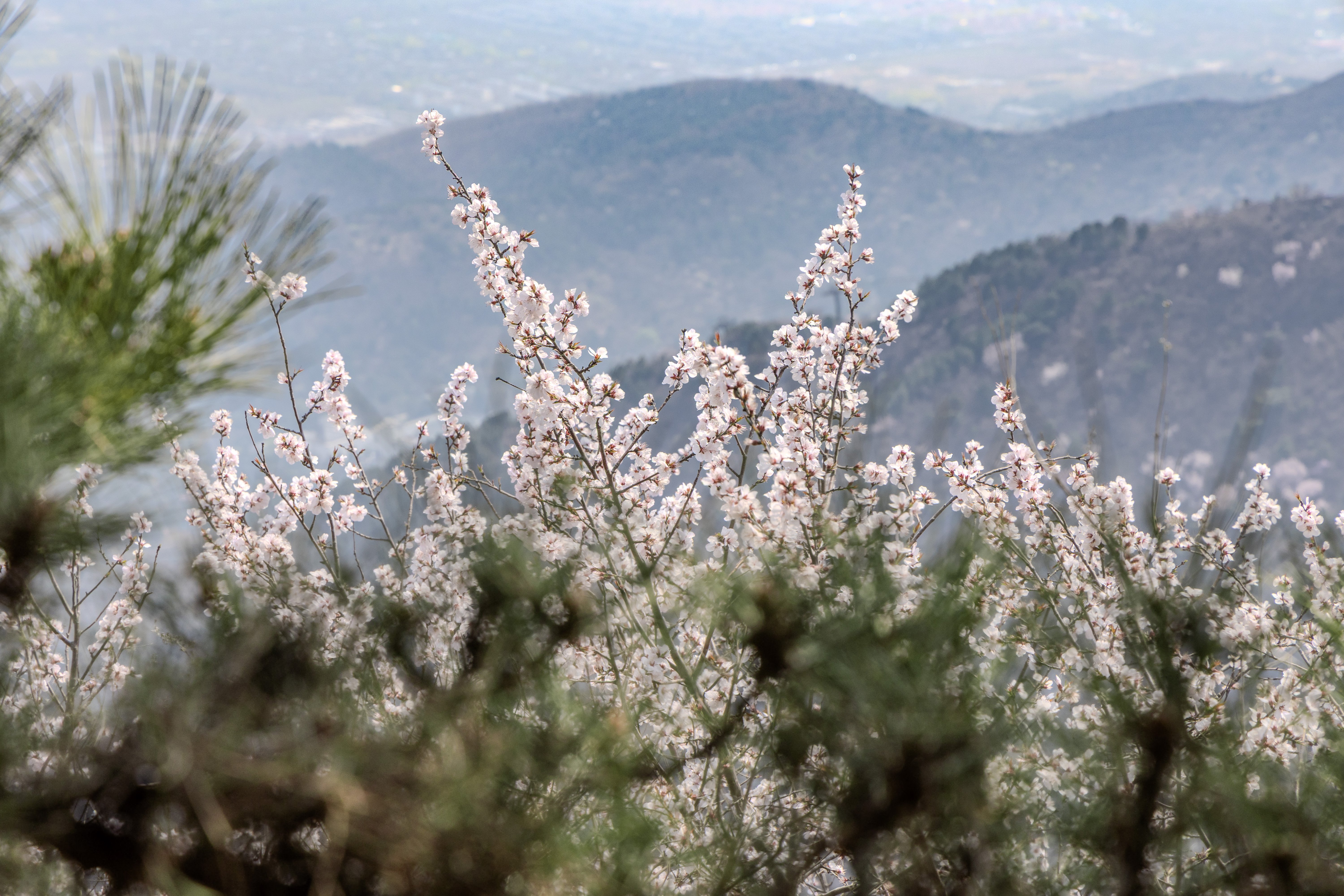 2026年3月29日
香山 - 八大处拉练
香八拉全程约13公里，是北京经典徒步路线
