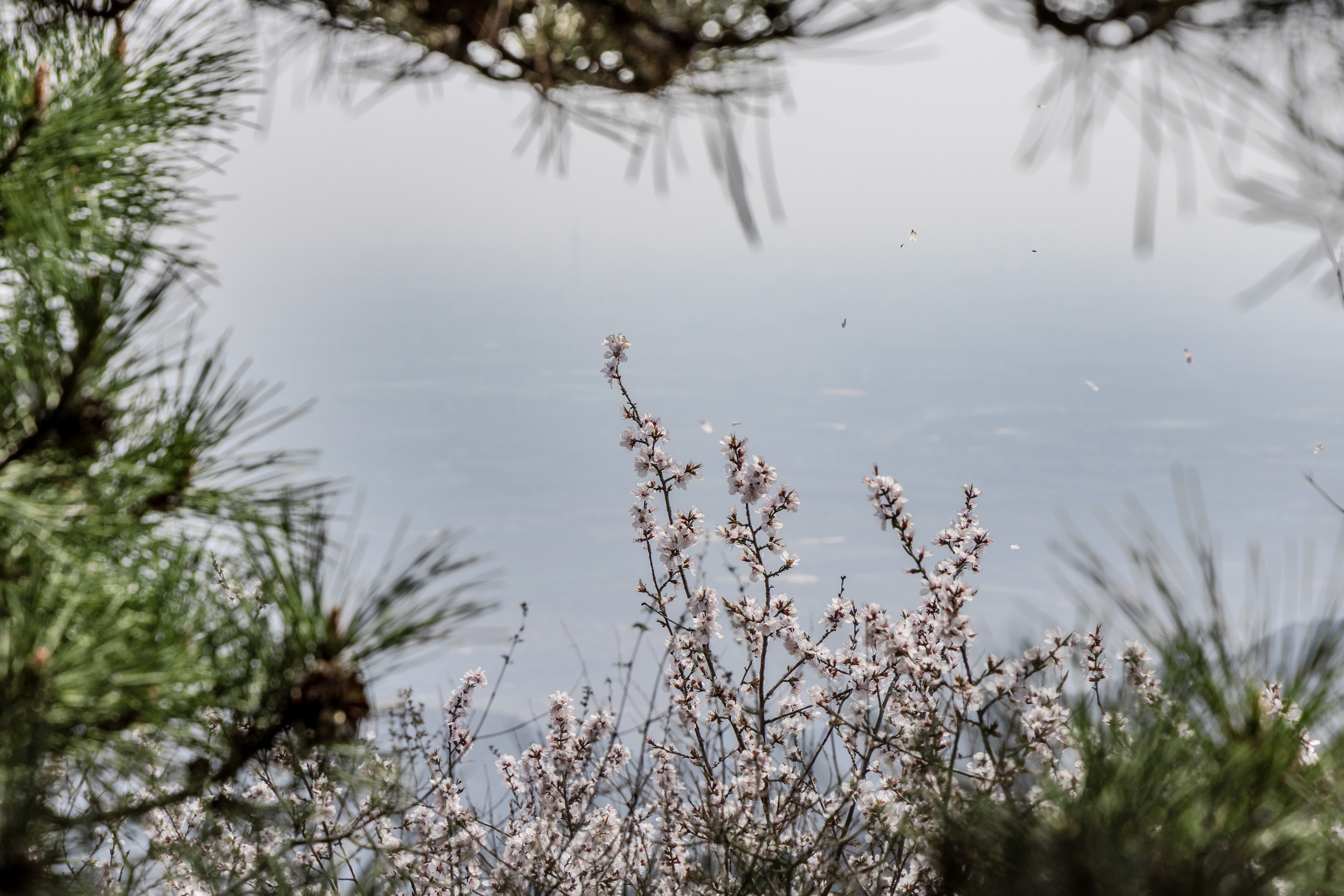 是日早春，桃花正胜，但落叶树还没有新芽