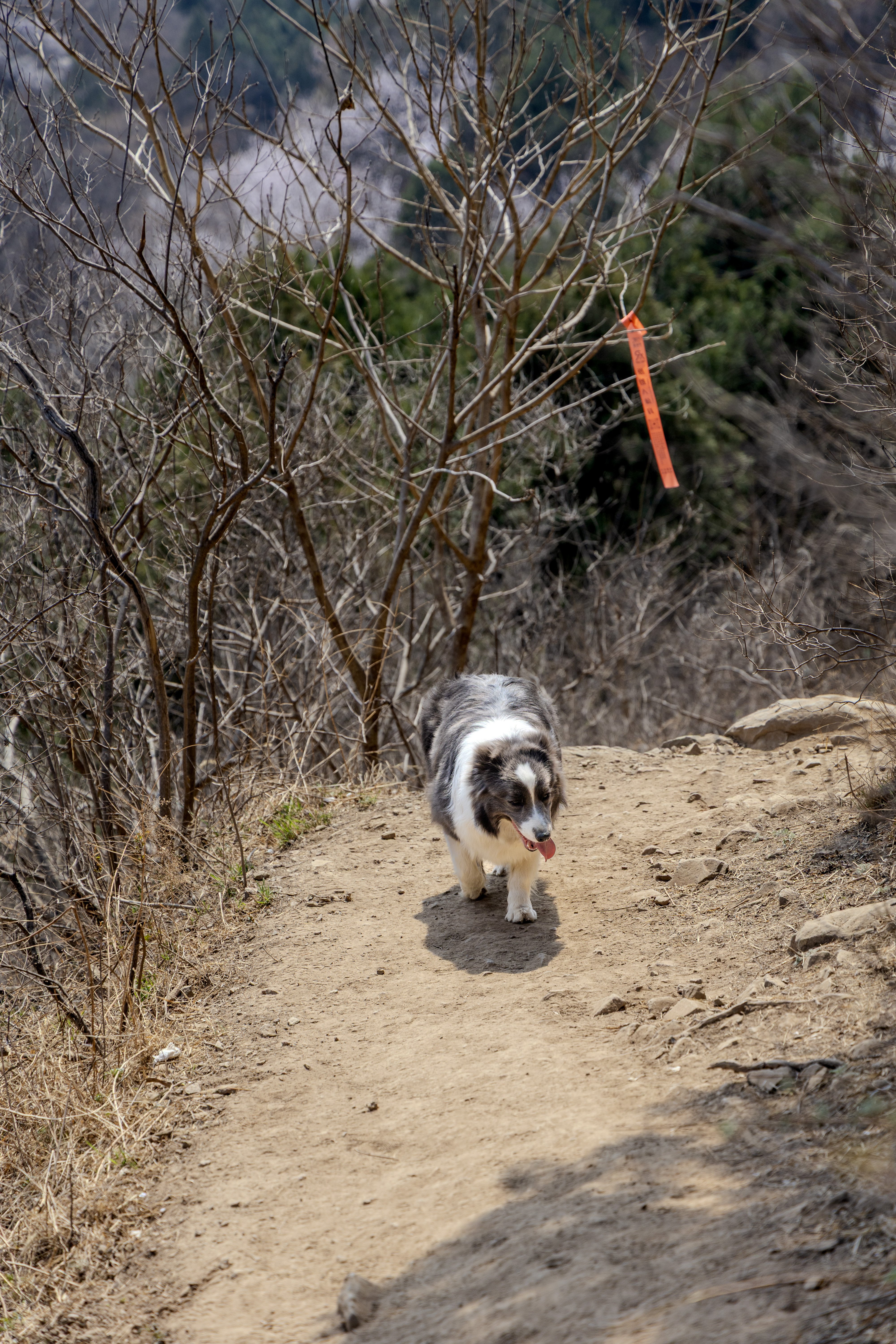 西山公园里反穿的一只边牧
