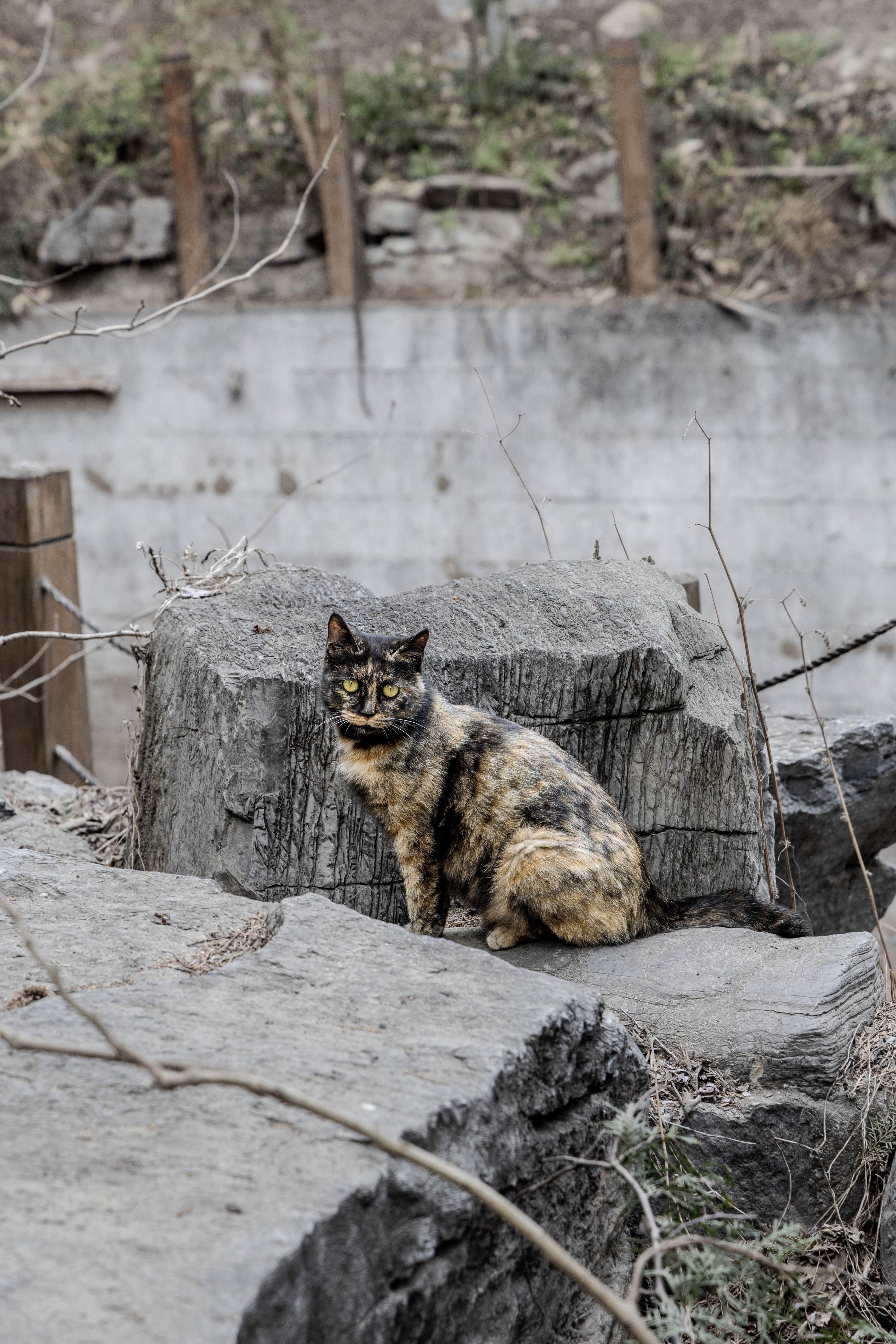 和八大处公园里的一只猫