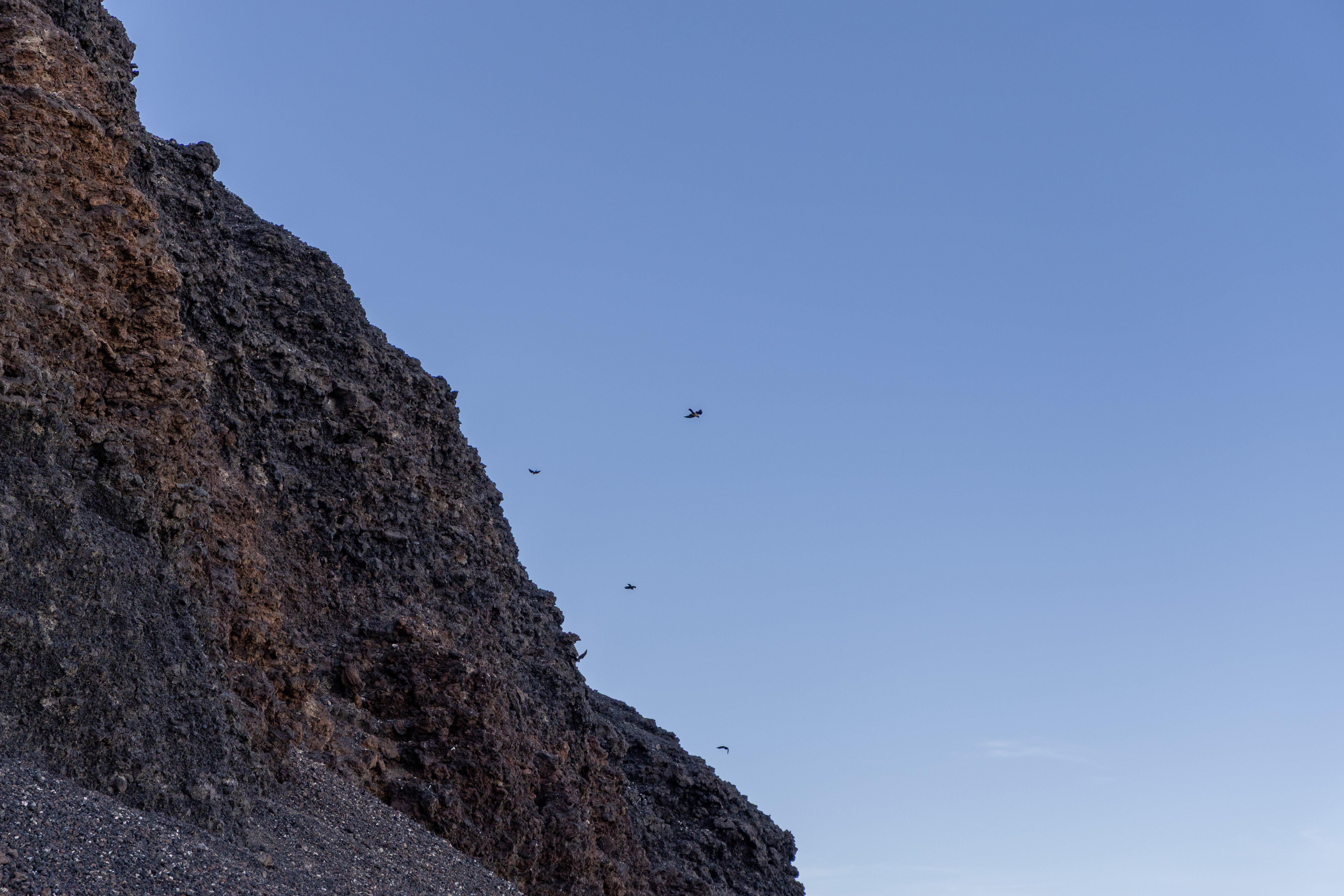 是日内蒙古大风席卷，飞鸟随风而行