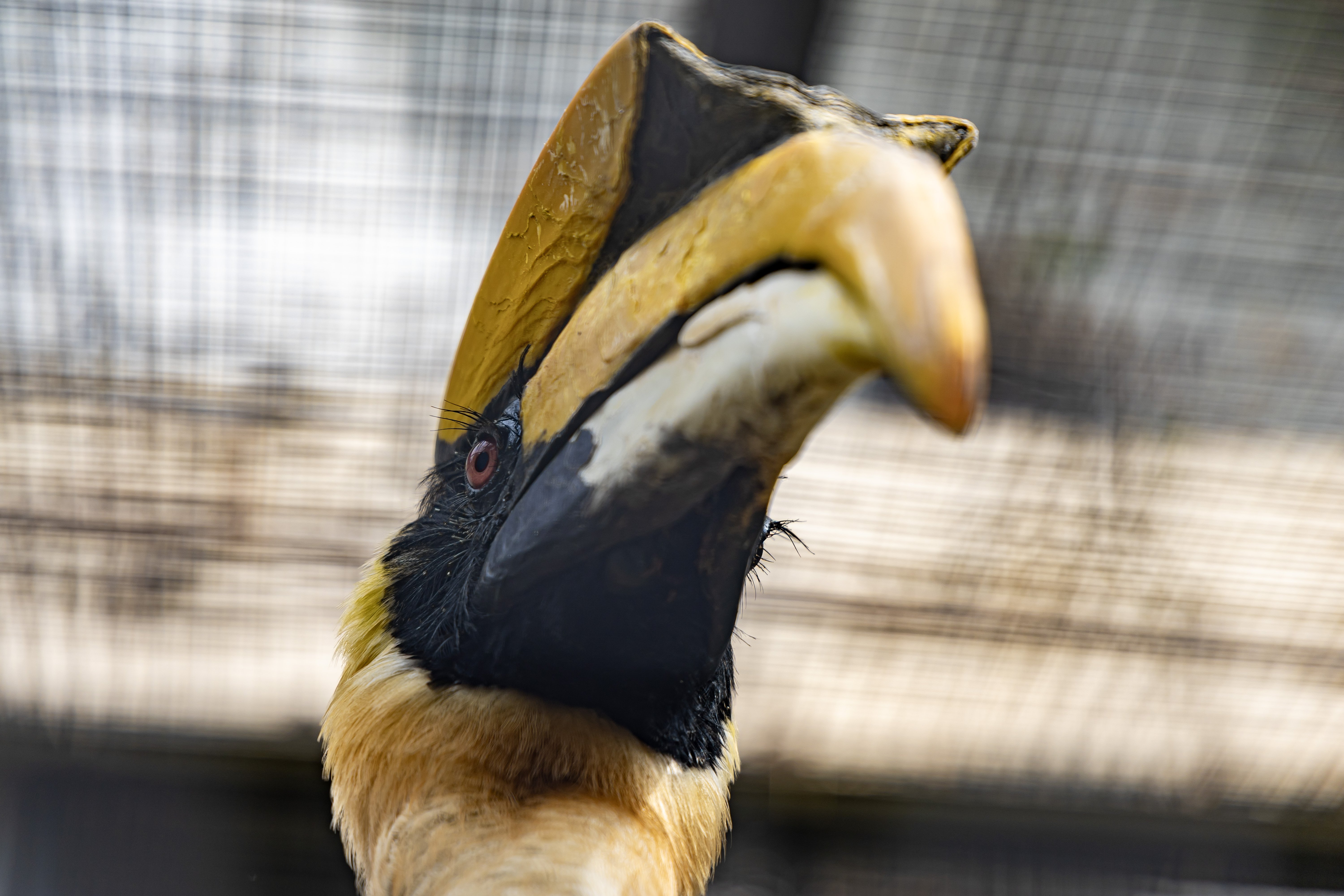 双角犀鸟 hornbill

Kings don't need advice from little hornbills for a start.
-- I Just Can't Wait to Be King, The Lion King, 2024
